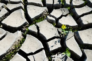 Dry field and small green plant